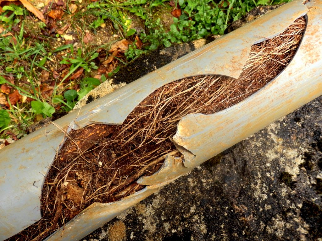 How to Keep Trees from Ruining Your Plumbing